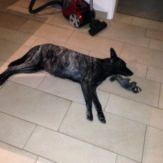 20130208_Babybauch_Rasta